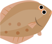 ヒラメ